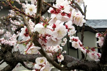 Sakura in Yudanaka, Nagano