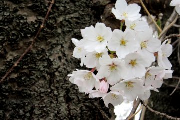 The contrast of old trunk and tender blossoms