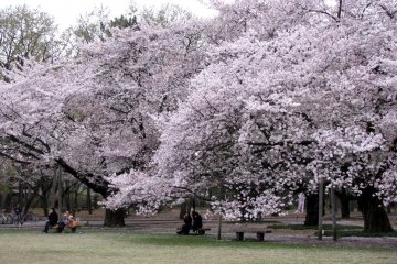 Evening in Mitaka park, Tokyo