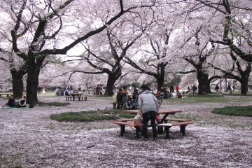 The end of hanami season looks like snow!