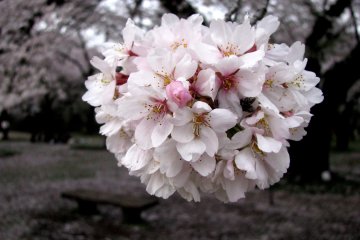 Sakura "ball"