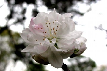 Every single flower is so beautiful and tender!