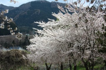 Sakura in the mountains of Nagano