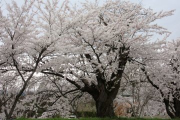 Many sakura trees look really old