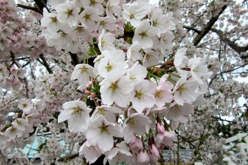 Sakura flowers appear before leaves - it's amazing!