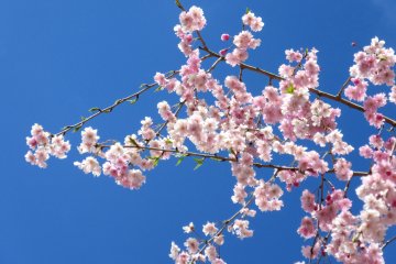 Sakura on a bright day