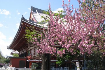 Sakura in Asakusa, Tokyo