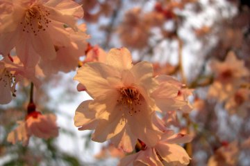 Sakura at sunset, Osaka Castle