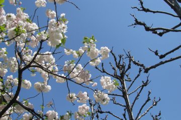 Sakura blooms when other trees are still bare