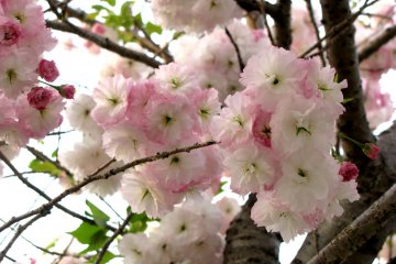 Beautiful sakura in Ueno Park, Tokyo