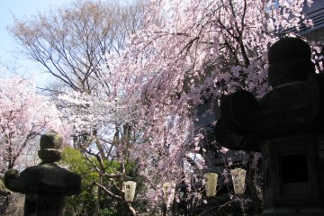 Ueno Park, Tokyo