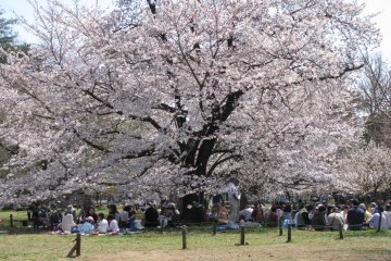 Hanami picnics are everywhere in Japan