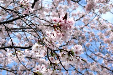 Sakura in Hiroshima