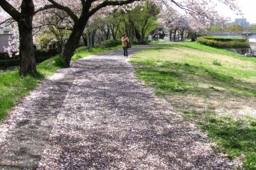 Beautiful ending of hanami season