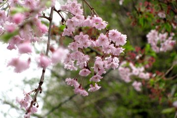 Pink sakura
