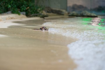 A baby sea turtle sits on the manmade beach enjoying the waves