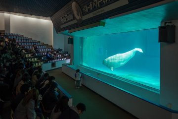 The beluga whale waits to copy the sound of a small child