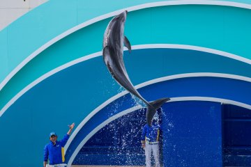 The incredible speed of the dolphins allows for some serious "hang time"