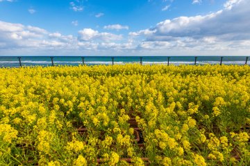 Beautiful canola flowers by the Pacific coast