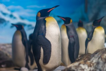 Penguins relaxing together in their exhibit
