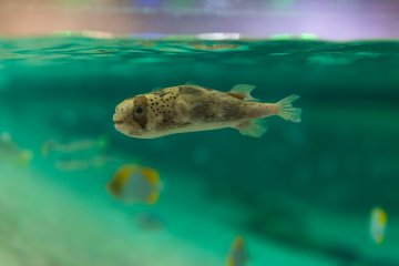 The puffer fish - one of Japan's favorite sea creatures