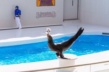 You won't see this kind of yoga in any human class!