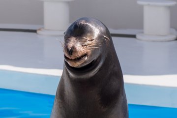 You can take a picture with a smiling sea lion!