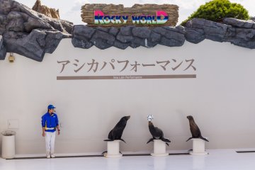 Sea lions pass a ball to each other while balancing it on their noses