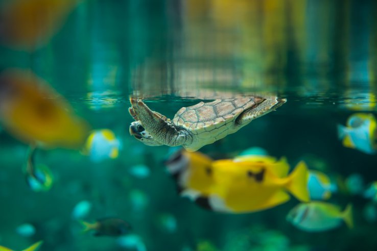 A sea turtle swims in the waters of the "Tropical Island" area