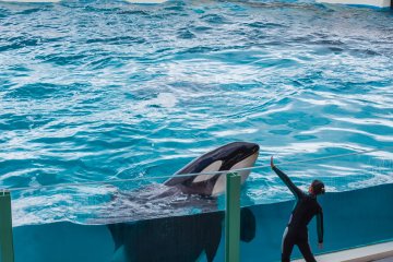 One of the whale trainers works with her friend