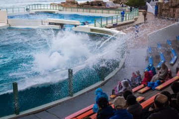 This whale sure knows how to make a splash!