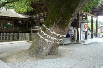 Sacred tree