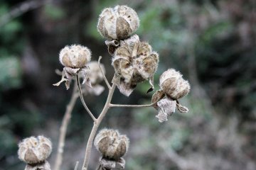 Withered flowers remain from the summer