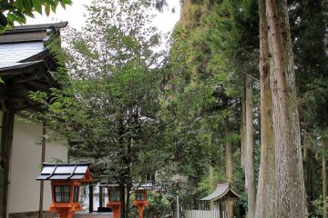 Tall and ancient cedars line the perimeter of the grounds