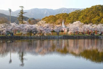 Cherry Blossoms at Ogi Park