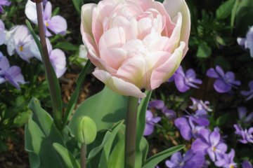 Beautiful spring flowers