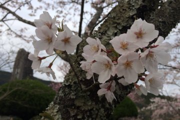 Individual flowers look like this