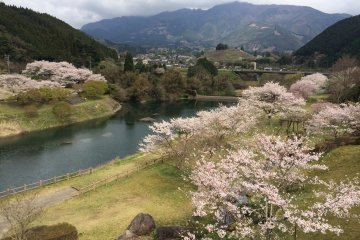 Glorious cherry blossoms along the shoreline