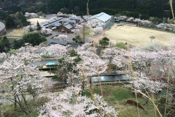 Fully bloomed cherry blossoms at Mizukami Junior High School