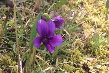 Les premières fleurs du printemps