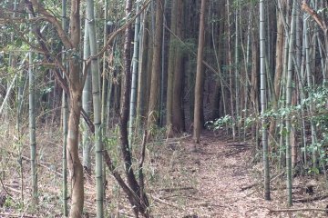 Marche dans une forêt de bambous