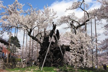 Pohon sakura berusia 2000 tahun