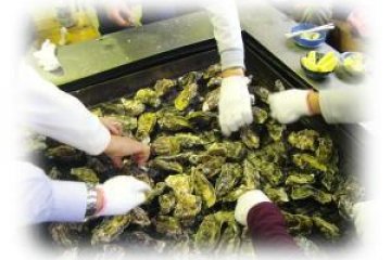 A very relaxed way to eat oysters