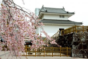 Sakura yang anggun