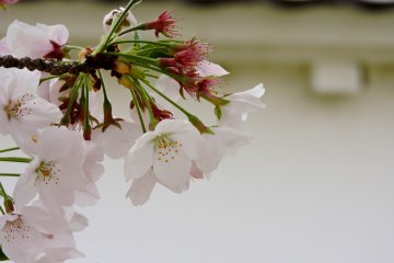 Melihat sakura dari dekat