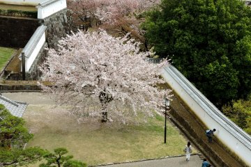 Melihat ke bawah, ada pohon sakura
