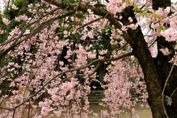"Air terjun" sakura