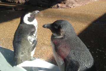 Penguins