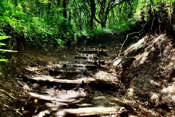 The hike is made of wooden steps, roots and terrain 