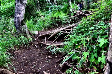 The trail is not always even... but still a lot of fun!
